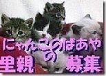 hoikuenbana_200812020002583444444434-4-福島のまたたび玉★猫にまたたび入荷★和ん亭カレンダー発売中