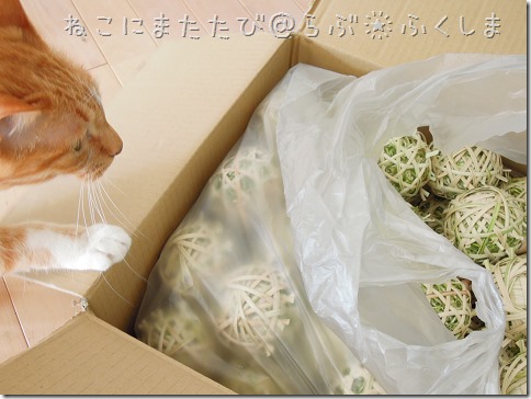 sDSCN03160001_thumb-福島のまたたび玉★猫にまたたび入荷★和ん亭カレンダー発売中