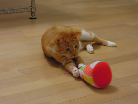 125431603_o1-ありがと★ぶい