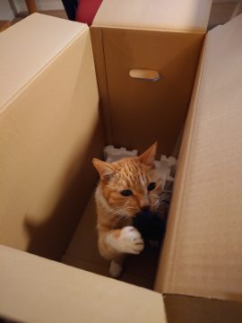 20230929_203518-270x360-ありがと★ぶい
