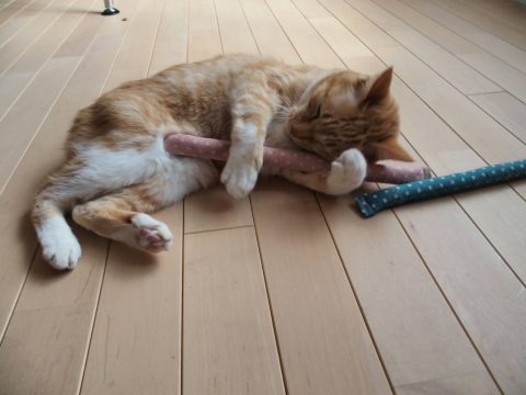 OI001551-480x360-ありがと★ぶい