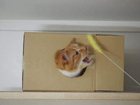 P7251234-480x360-ありがと★ぶい